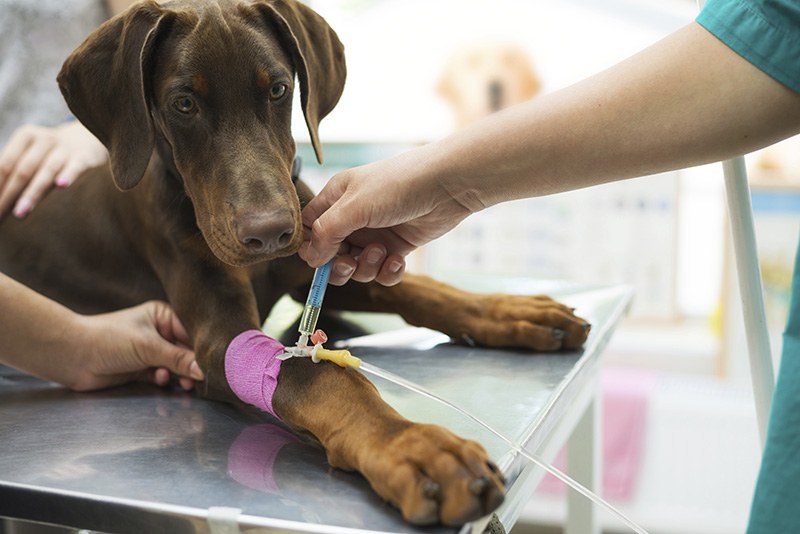 Beautiful doberman puppy lying on a veterinary table and gets an infusion