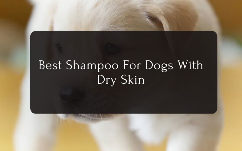 Best Shampoo For Dog With Dry Skin