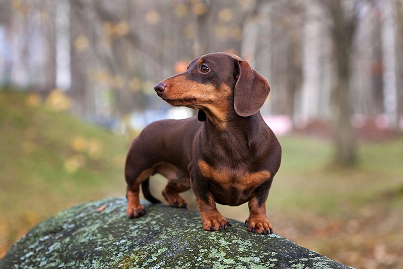 Miniature Dachshund dog alone walks in the autumn park.