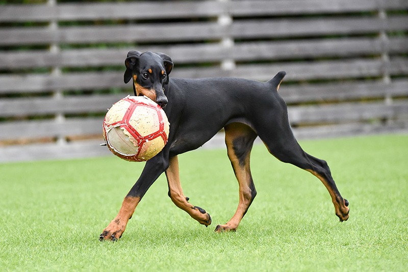 Doberman Puppy playing with a ball in a dog run