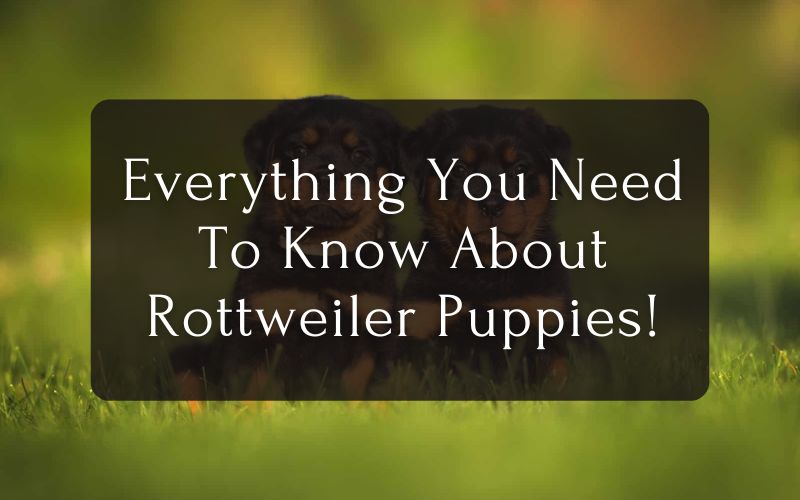 Everything You Need To Know About Rottweiler Puppies!