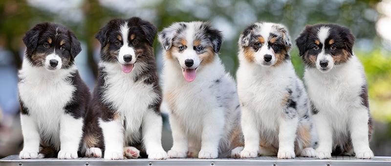 Raising Australian Shepherd Puppies: What You Need To Know?