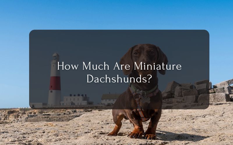 How Much Are Mini Dachshunds