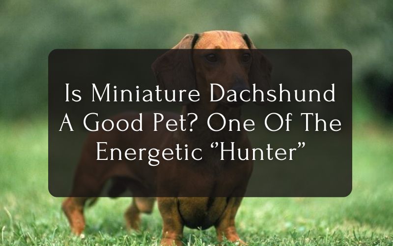 Is Miniature Dachshund A Good Pet One Of The Energetic ‘’Hunter’’