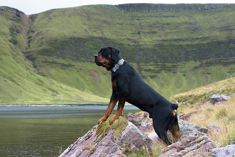 Rottweiler standing on a rock infant of a lake and mountain background.