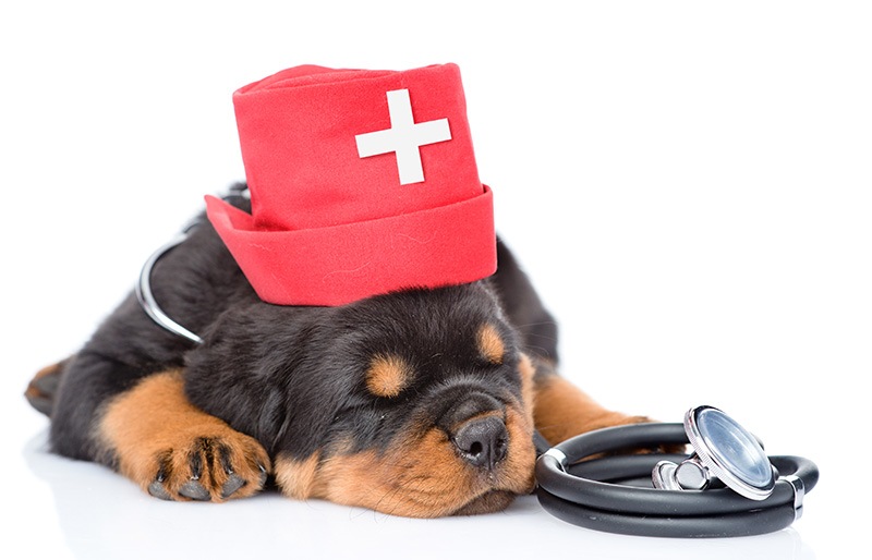 Sleeping rottweiler puppy dog wearing nurses medical hat
