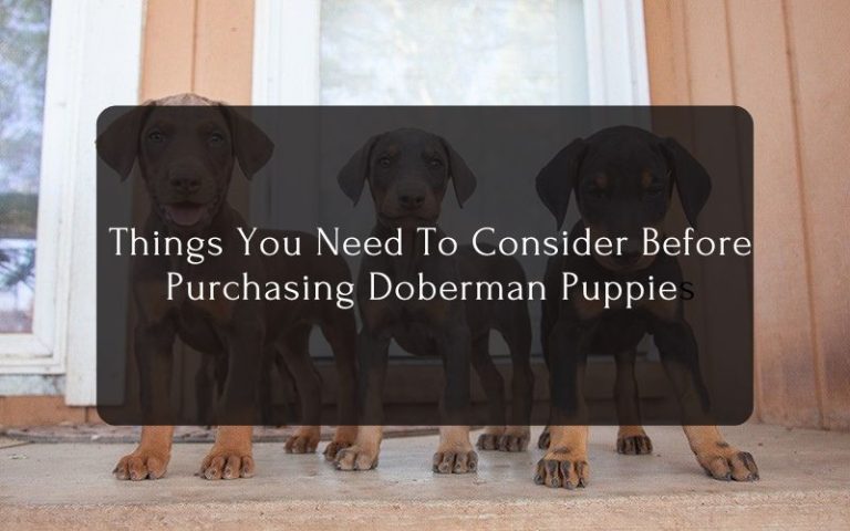 Things You Need To Consider Before Purchasing Doberman Puppies
