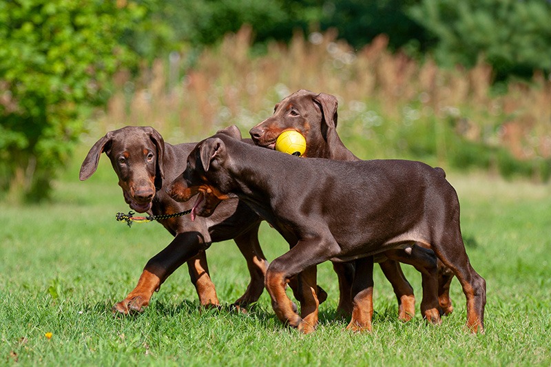 young doberman puppies playing in the garden
