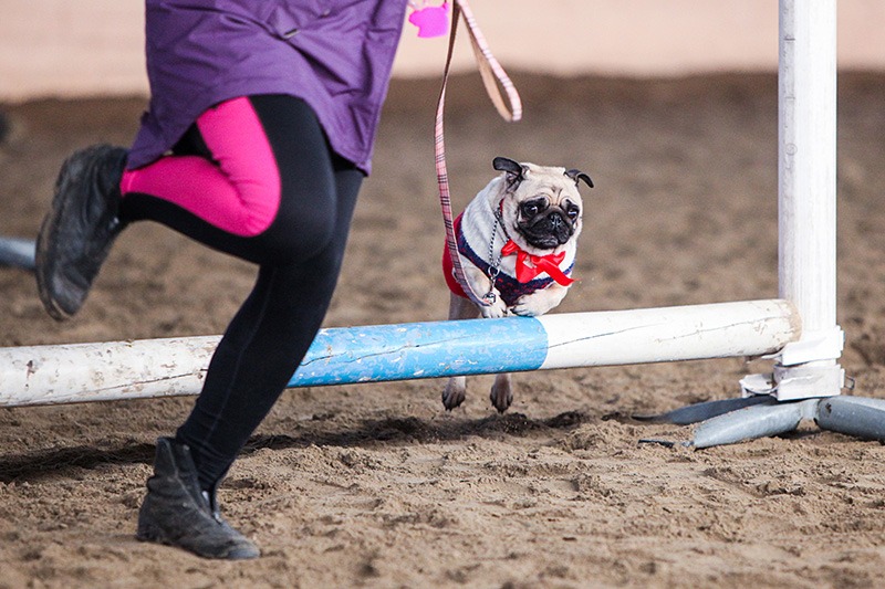 A small pug, with a red ribbon around the neck, is jumping a fence made for horses