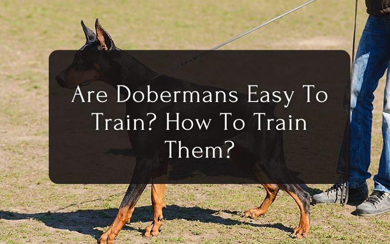 Are Dobermans Easy To Train How To Train Them