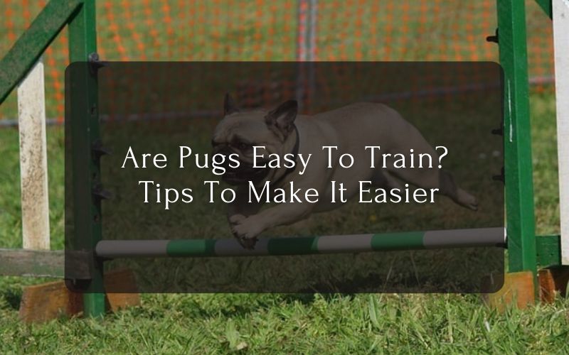 Are Pugs Easy To Train & Tips To Make It Easier