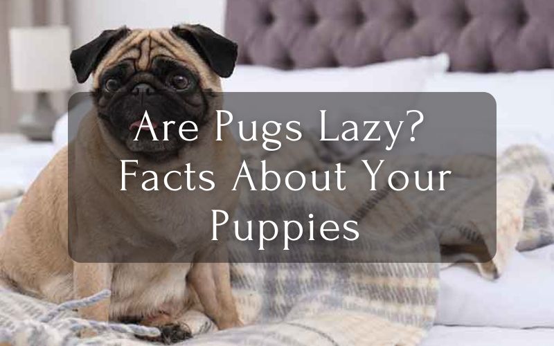 Are Pugs Lazy Facts About Your Puppies