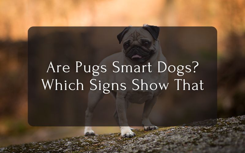 Are Pugs Smart Dogs – Which Signs Show That