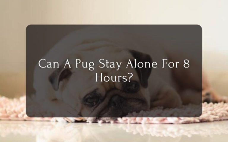Can A Pug Stay Alone For 8 Hours