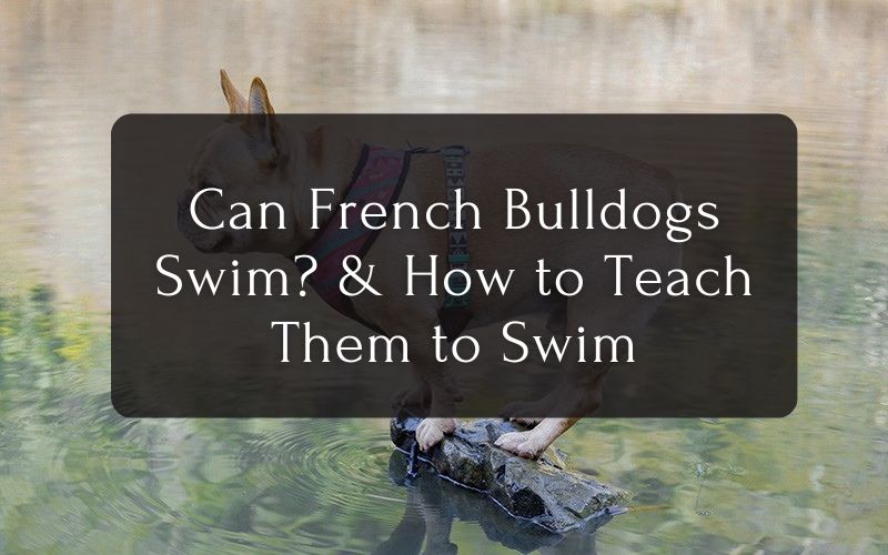 Can French Bulldogs Swim? & How to Teach Them to Swim