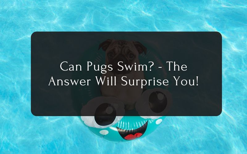 Can Pugs Swim - The Answer Will Surprise You!