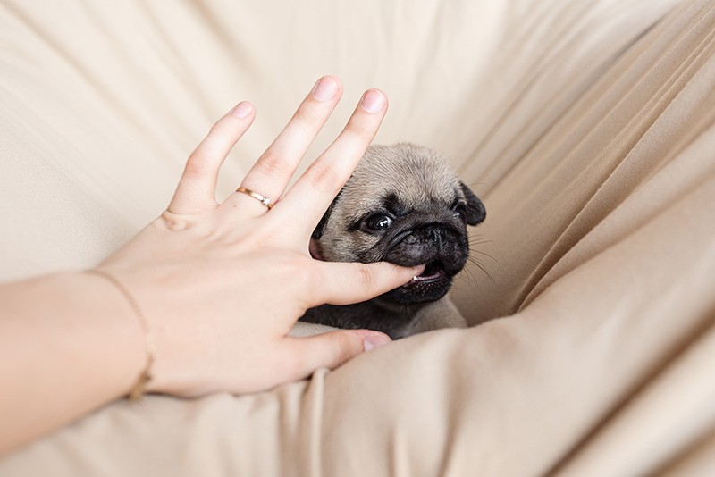 Cute 6 weeks old pug puppy dog is biting human finger