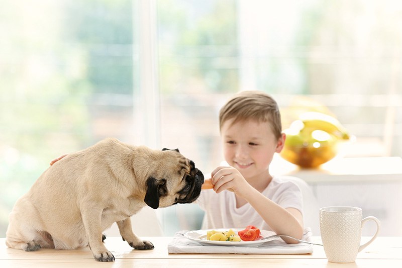 Cute boy feeding pug at table in kitchen