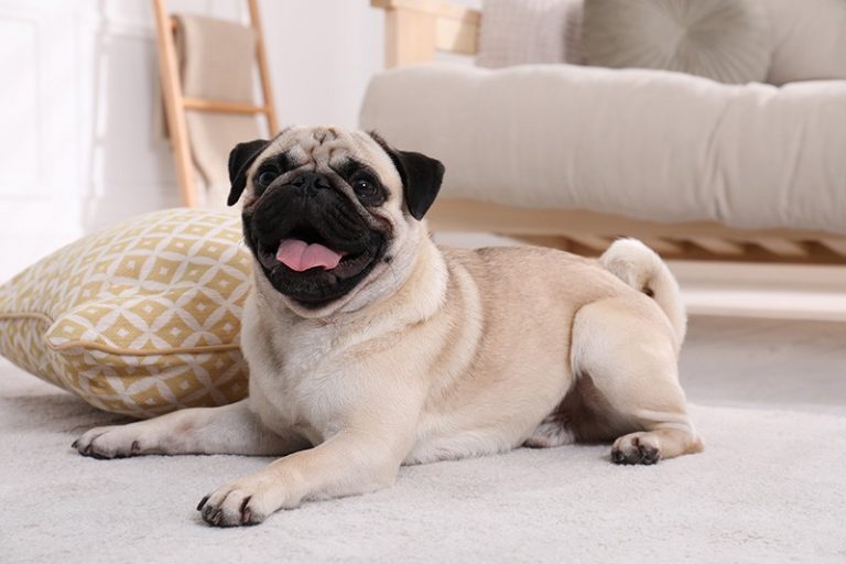 Can A Pug Stay Alone For 8 Hours?