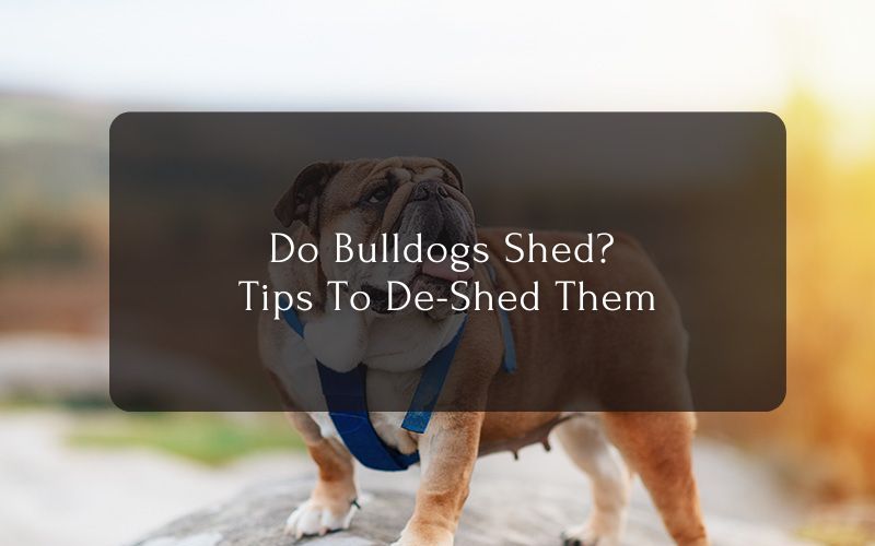 Do Bulldogs Shed Tips To De-Shed Them