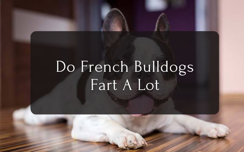Do French Bulldogs Fart A Lot