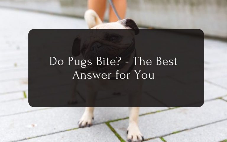 Do Pugs Bite The Best Answer for You