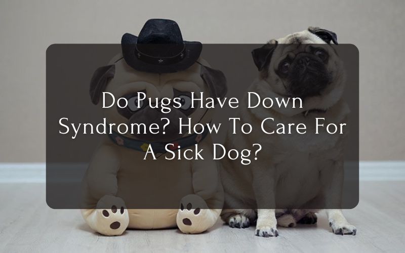 Do Pugs Have Down Syndrome How To Care For A Sick Dog