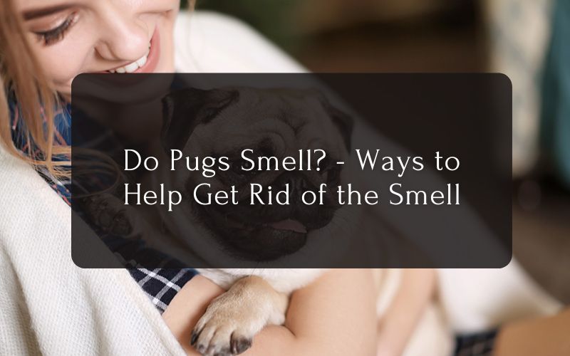 Do Pugs Smell. Ways to Help Get Rid of the Smell