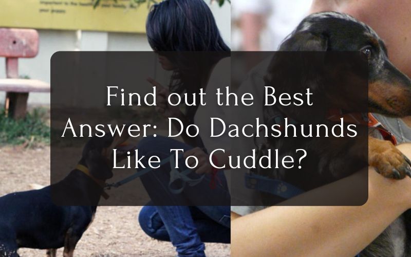 Find out the Best Answer Do Dachshunds Like To Cuddle