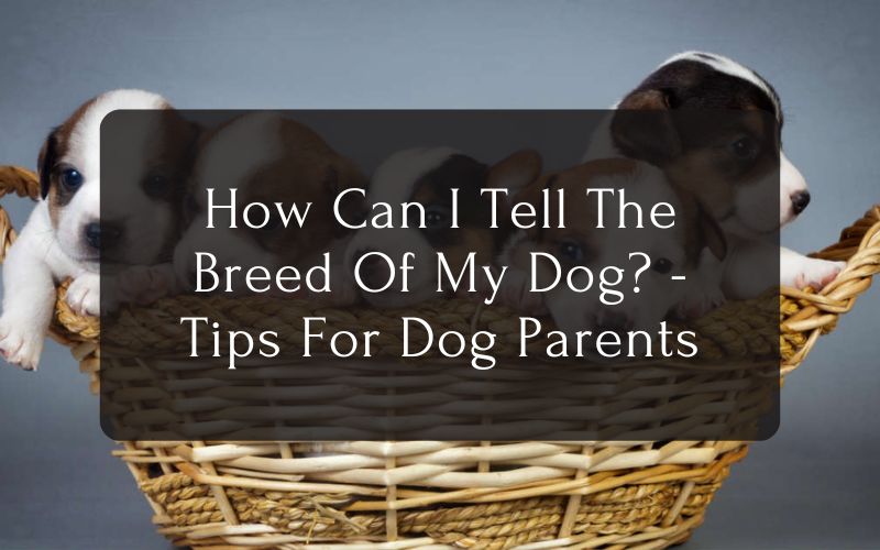 How Can I Tell The Breed Of My Dog - Tips For Dog Parents