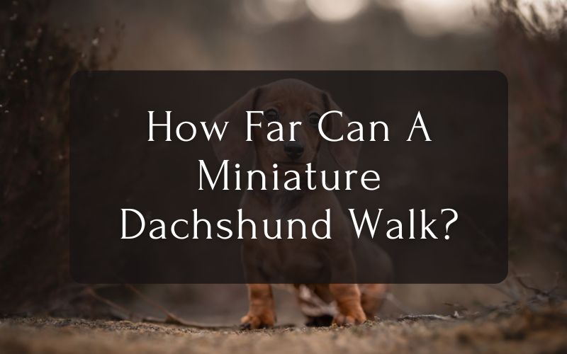 How Far Can A Miniature Dachshund Walk