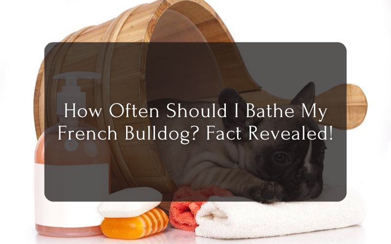 How Often Should I Bathe My French Bulldog? Fact Revealed!