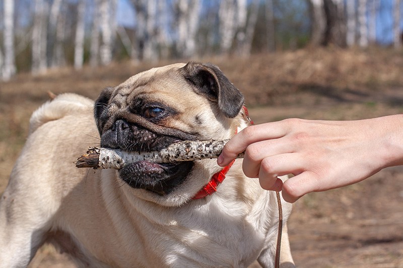 Pug pulls a stick out of a human hand against a blurred forest