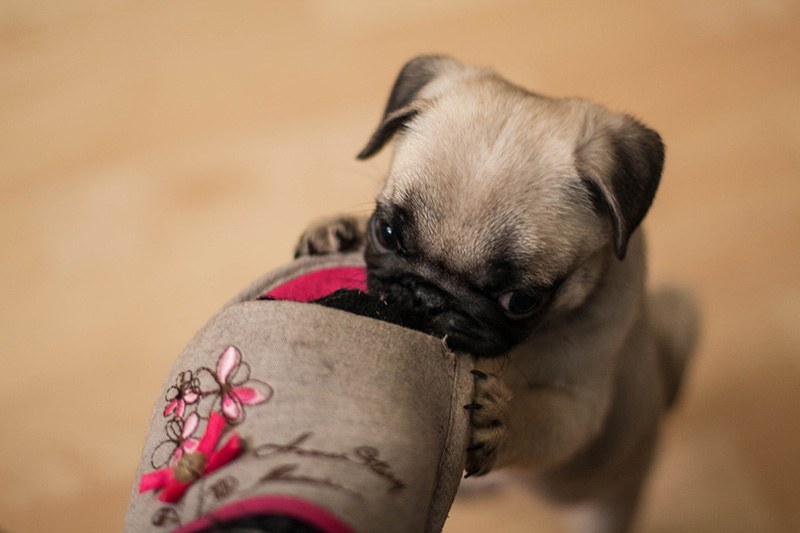 Small 2 moths pug puppy bites and tears room sneakers.