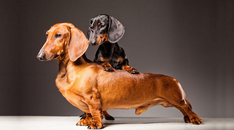 A Convincing Explanation For “Are Dachshunds Hard To Potty
