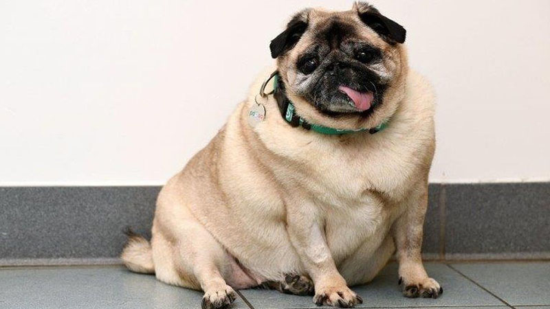 The Pug breed has a high chance of being overweight. 