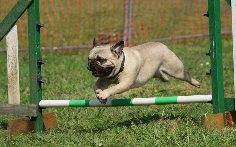 Are Pugs Easy To Train? - Tips To Make It Easier