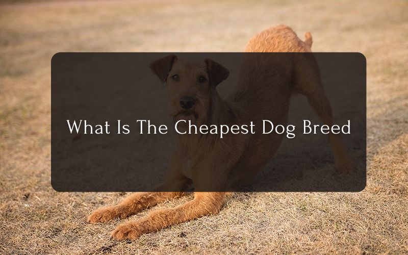 What Is The Cheapest Dog Breed