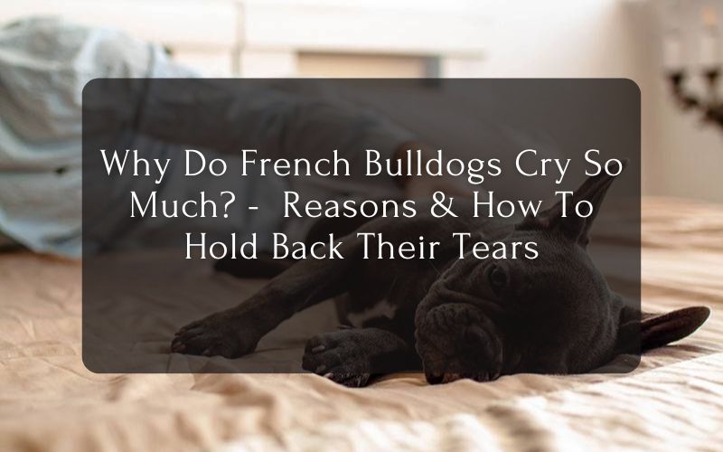 Why Do French Bulldogs Cry So Much - Reasons & How To Hold Back Their Tears