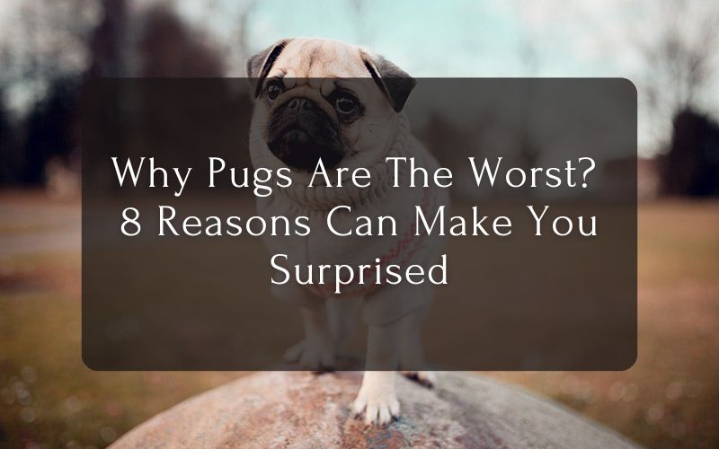 Why Pugs Are The Worst – 8 Reasons Can Make You Surprised
