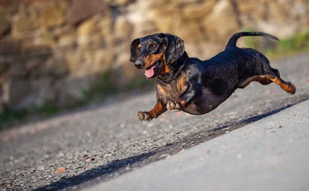 Do you prefer walking with your Dachshund?
