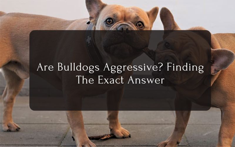 Are Bulldogs Aggressive Finding The Exact Answer