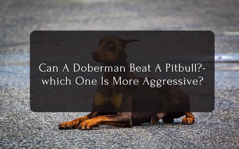 Can A Doberman Beat A Pitbull which One Is More Aggressive