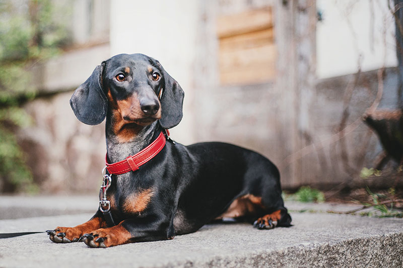 Can Dachshunds Be Left Alone?