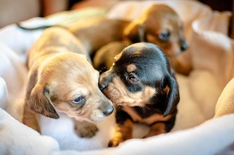 Dachshund Puppies Need Special Care