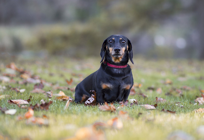 Dachshunds Were Bred For Hunting