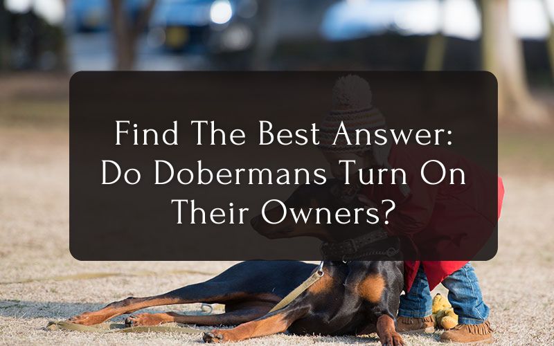 Find The Best Answer Do Dobermans Turn On Their Owners