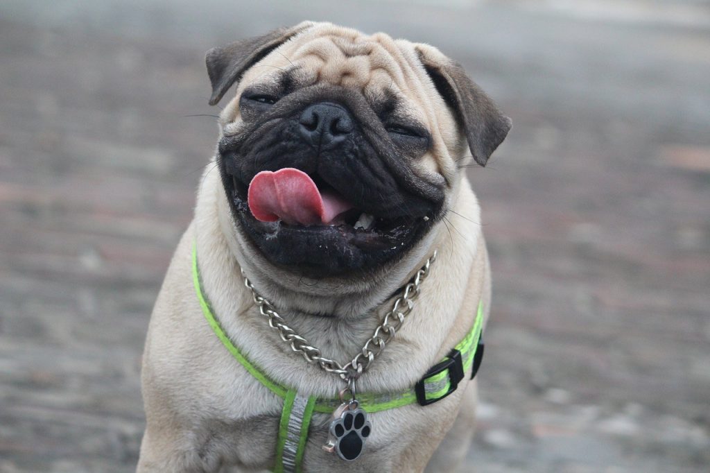 Funny Expression of Pug