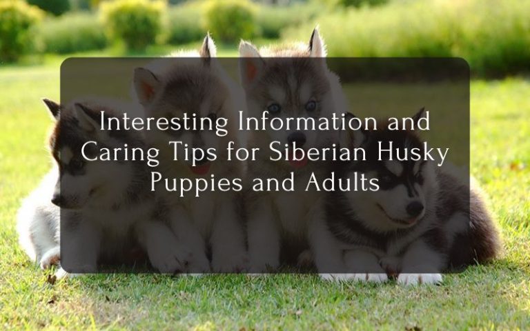 Interesting Information and Caring Tips for Siberian Husky Puppies and Adults