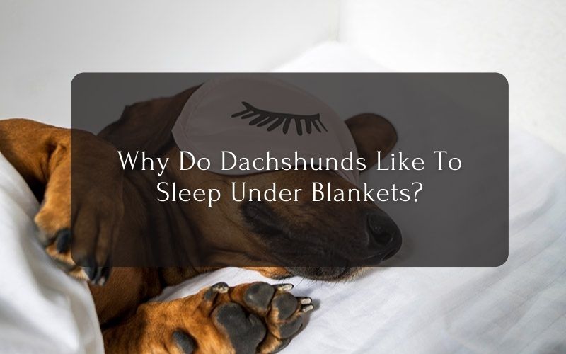 Why Do Dachshunds Like To Sleep Under Blankets